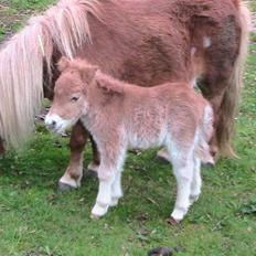 Dansk Miniature Hovvejens Duketo 