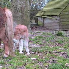 Dansk Miniature Hovvejens Duketo 