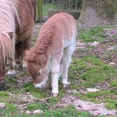 Dansk Miniature Hovvejens Duketo 