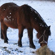 Anden særlig race Lulu