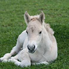 Fjordhest Mosegårdens Finesse