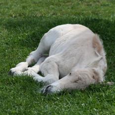 Fjordhest Mosegårdens Finesse