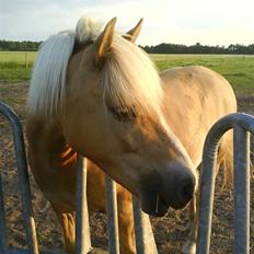 Haflinger |Elvis| solgt:'(.