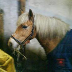 Haflinger |Elvis| solgt:'(.