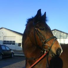 Anden særlig race congo*solgt*