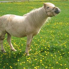 Islænder Frigg fra Akurgerði