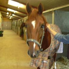 Hannoveraner Caiman RIP <3