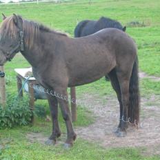 Islænder Síf fra Brösarpsgård