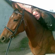 Dansk Varmblod Højvangs Bellisimo (Gismo R.I.P)