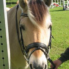 Fjordhest † Tarok(helpart)  †