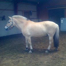 Fjordhest † Tarok(helpart)  †