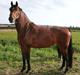 Dansk Varmblod RDH Cre-linna SOLGT :(