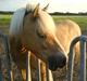 Haflinger |Elvis| solgt:'(.
