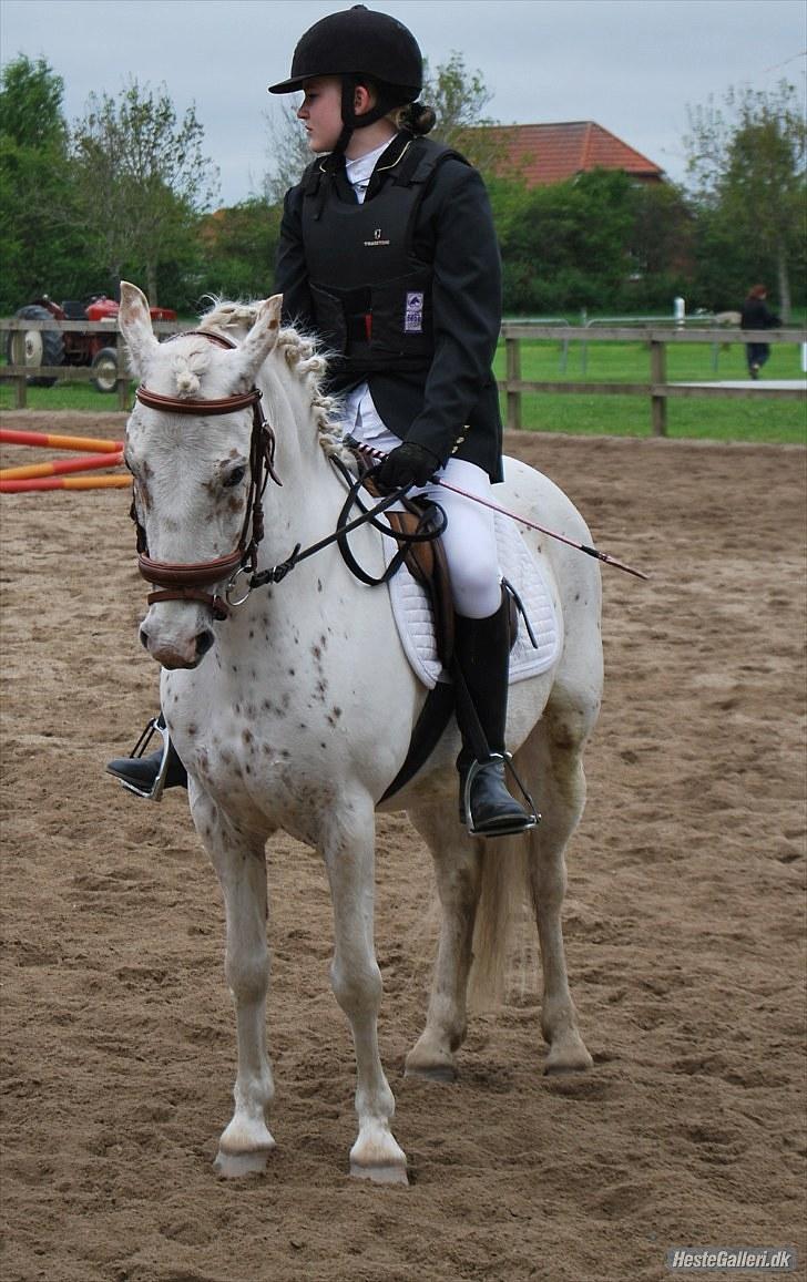 Anden særlig race Snow Girl *Min stjerne* - den jeg elsker aller aller mest i hele den store verden, SNOW GIRL ! (: her er vi til springstævne i hark. igen var hun en vidunder pony ! (´:<3 billede 9