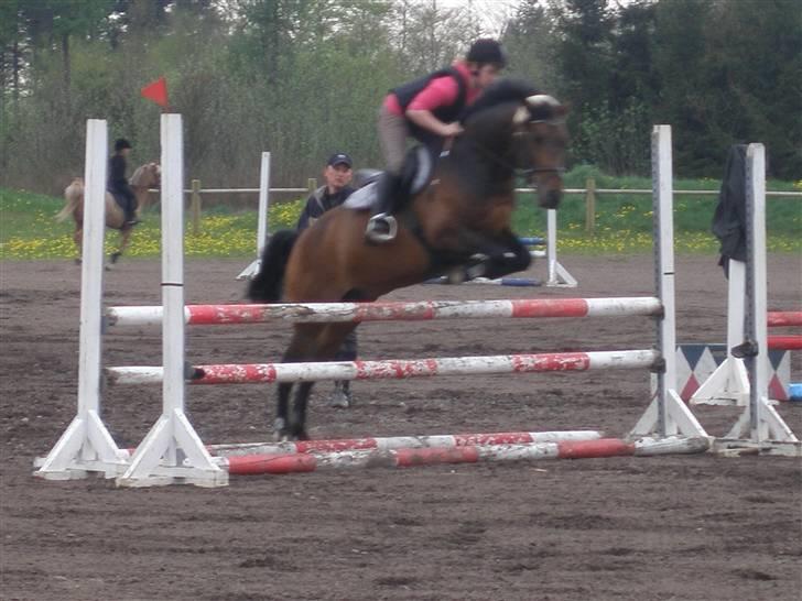 New Forest Lopik`s Hans (Solgt) - HYP...HYP;) billede 3