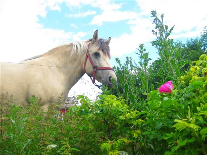 Anden særlig race Freja <3 - fordi DU er min éneste éne <3  billede 1