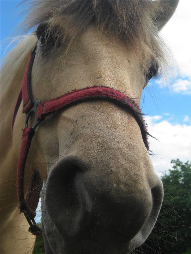 Anden særlig race Freja <3 - Fordi du er gudesmuk <3 billede 2