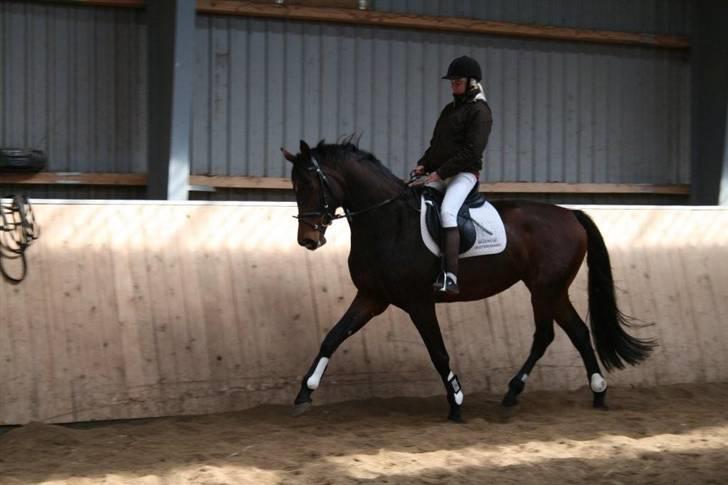 Dansk Varmblod RDH Cre-linna SOLGT :( billede 4