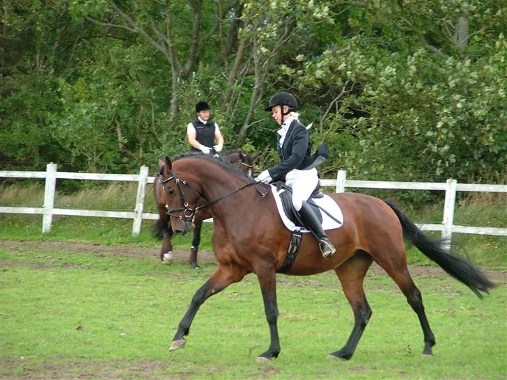 Dansk Varmblod RDH Cre-linna SOLGT :( - stævne d. 9. august . billede 5