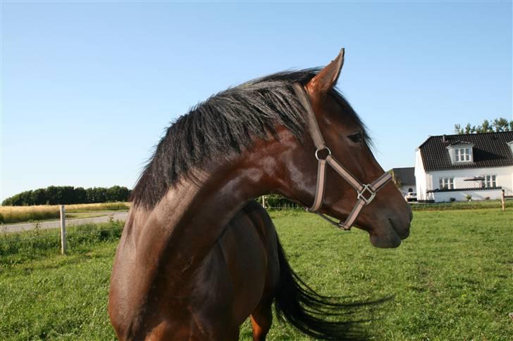 Dansk Varmblod RDH Cre-linna SOLGT :( - Folden. billede 10