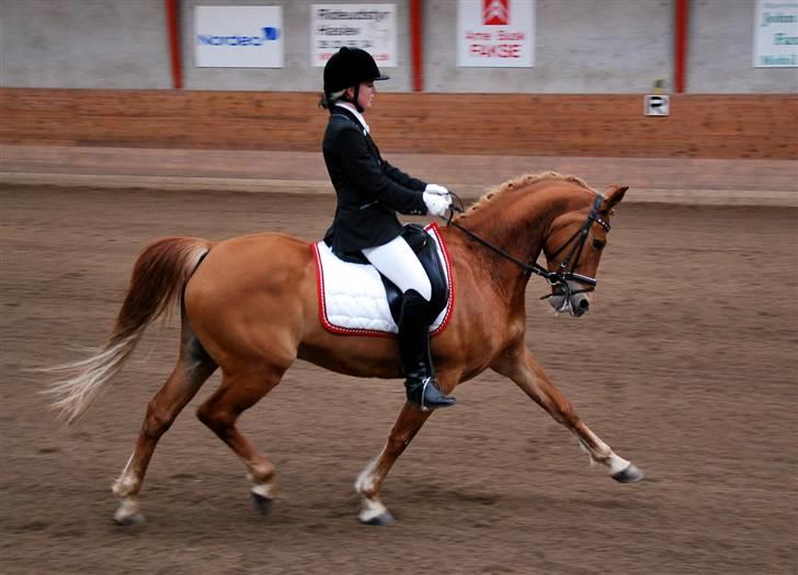 Anden særlig race Mr. Magic B-pony SOLGT - Første PRI d. 5.4 2009 Faxe billede 16