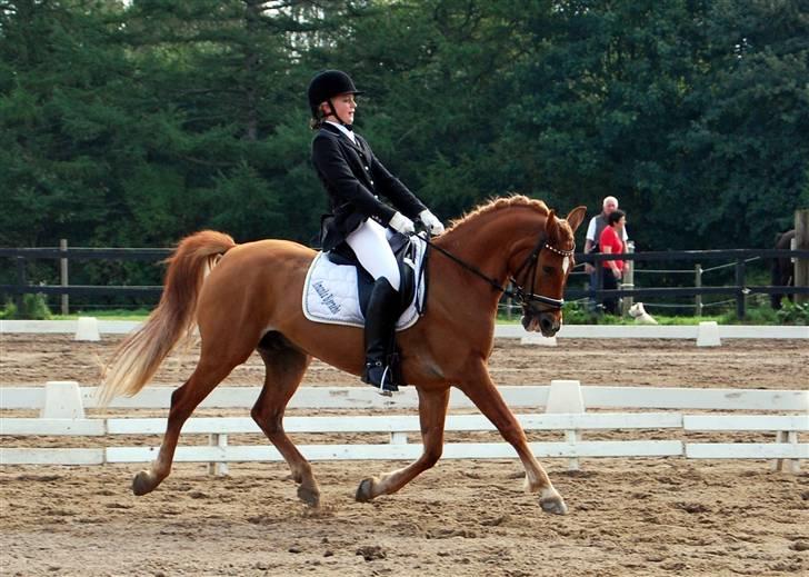 Anden særlig race Mr. Magic B-pony SOLGT - d.7/9 2008 da vi blev Vestengnsmestere ;D billede 17