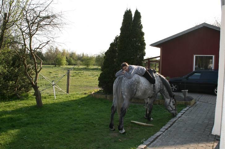 Lipizzaner Louis Vuitton (solgt) billede 16