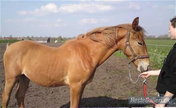 Frederiksborg Magic Star Light*SOLGT* - Taget den 23 april 2009 billede 2