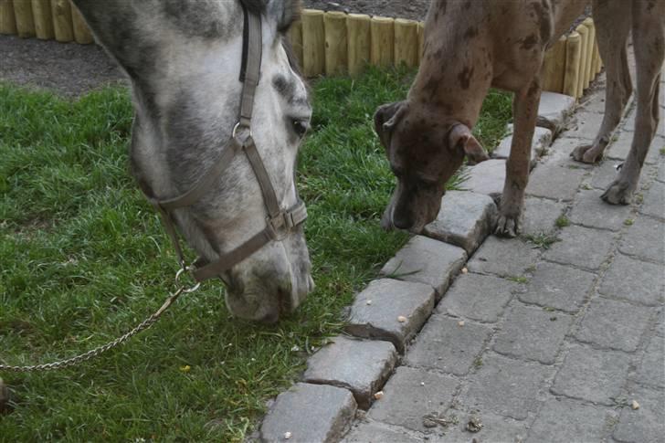 Lipizzaner Louis Vuitton (solgt) billede 17