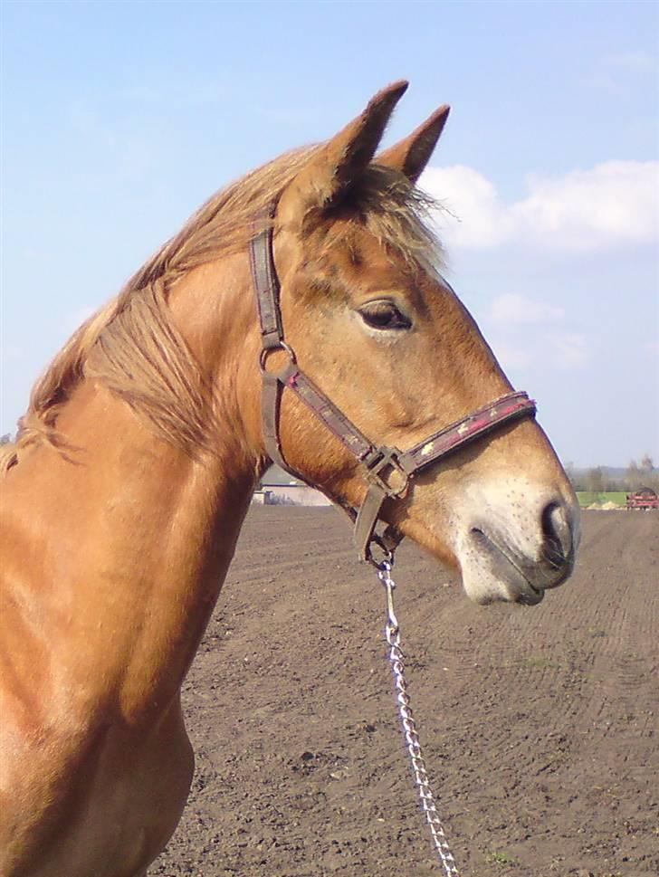 Frederiksborg Magic Star Light*SOLGT* - Magic: Taget den 23 april 2009 .Fotograf : jeg:-) billede 3