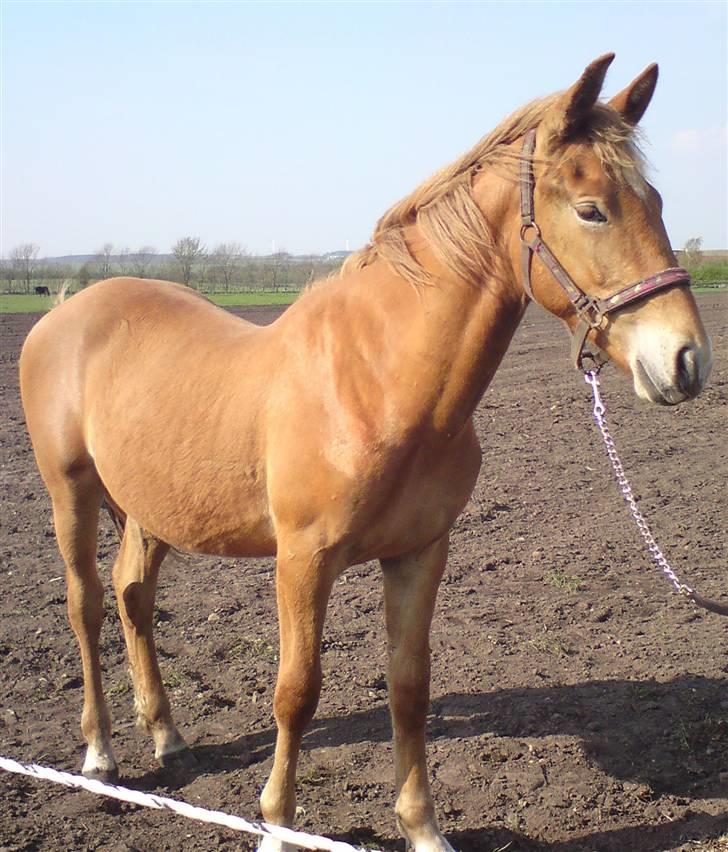 Frederiksborg Magic Star Light*SOLGT* - Magic: Taget den 23 april 2009 .Fotograf : jeg:-) billede 4