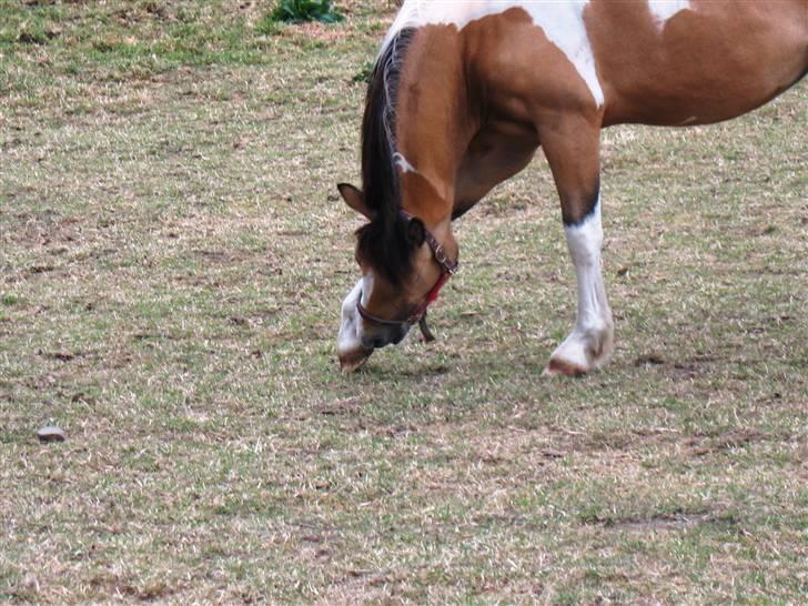 Irish Cob Crossbreed Bakkegårdens Beauty  - 13    billede 13