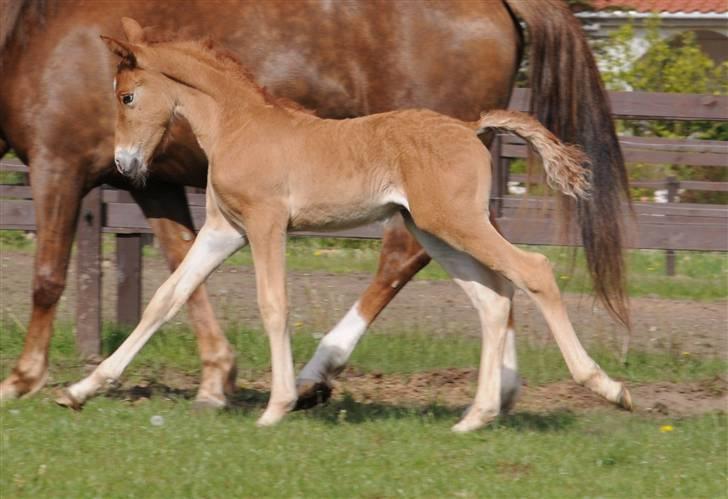Frederiksborg Magic Star Light*SOLGT* - Taget den 17 Maj´ 08 fotograf : Betina Nielsem fra Starfoto.dk billede 6