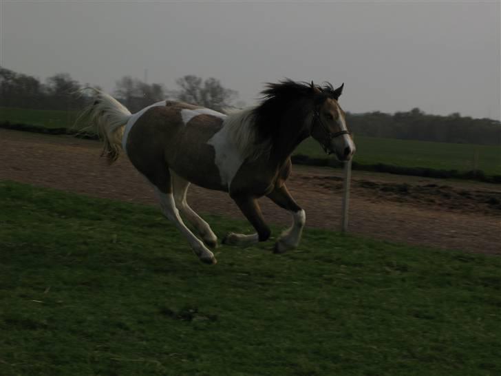 Irish Cob Crossbreed Bakkegårdens Beauty  - 14 billede 14