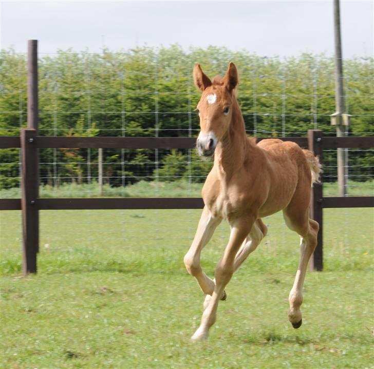 Frederiksborg Magic Star Light*SOLGT* - Taget den 17 Maj´ 08 fotograf : Betina Nielsem fra Starfoto.dk billede 7