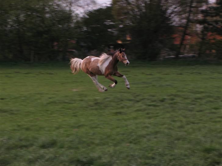 Irish Cob Crossbreed Bakkegårdens Beauty  - 15 billede 15