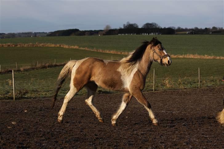 Irish Cob Crossbreed Bakkegårdens Beauty  - 16 billede 16