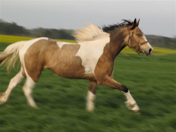 Irish Cob Crossbreed Bakkegårdens Beauty  - 17     med vind i håret billede 17