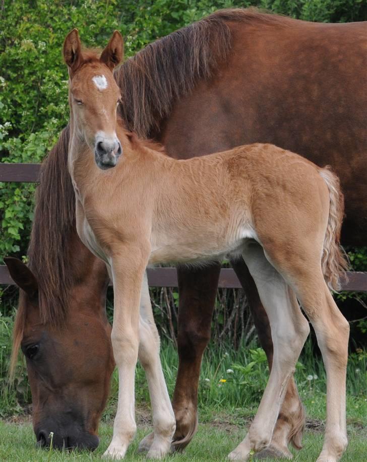 Frederiksborg Magic Star Light*SOLGT* - Magic Taget den 17 Maj´ 08 fotograf : Betina Nielsem fra Starfoto.dk billede 9