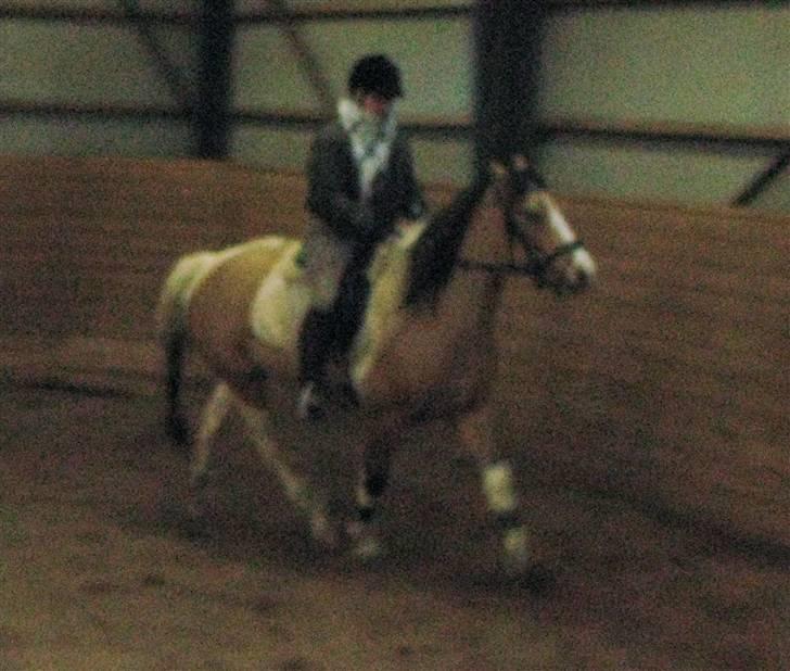 Irish Cob Crossbreed Bakkegårdens Beauty  - med Camilla på ryggen :P  18 billede 18