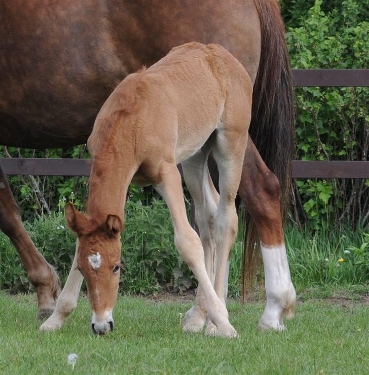 Frederiksborg Magic Star Light*SOLGT* - Kan jeg mon nå? Taget den 17 Maj´ 08 fotograf : Betina Nielsem fra Starfoto.dk billede 10