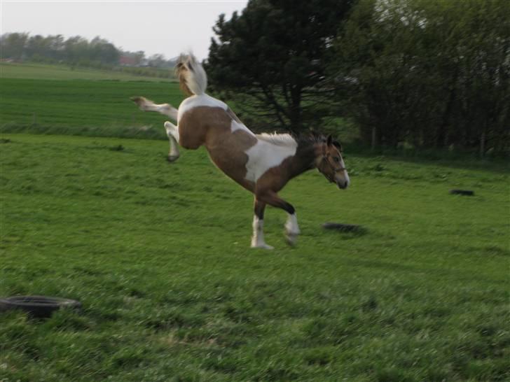 Irish Cob Crossbreed Bakkegårdens Beauty  - 19    Hip-Hop hesten billede 19