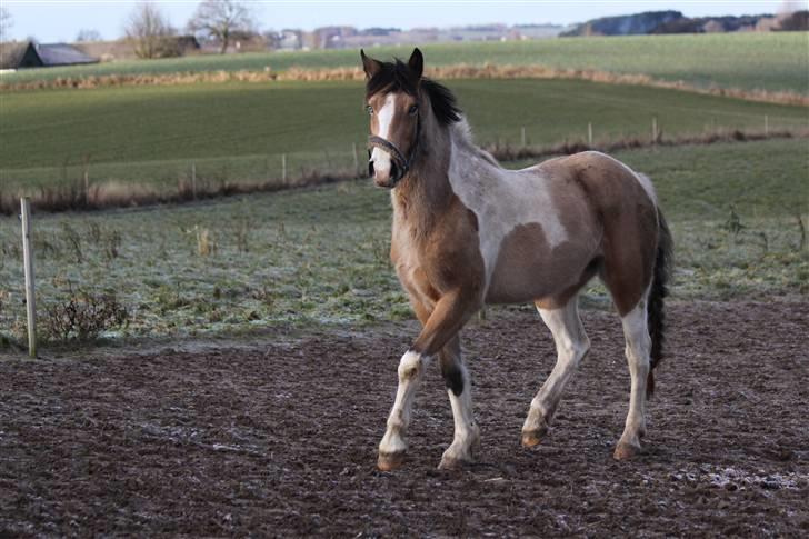 Irish Cob Crossbreed Bakkegårdens Beauty  - 20 billede 20