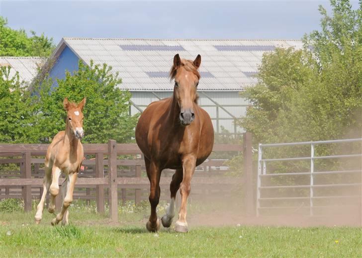 Frederiksborg Magic Star Light*SOLGT* - mor og søn:) Fuld galop Taget den 17 Maj´ 08 fotograf : Betina Nielsen fra Starfoto.dk billede 11