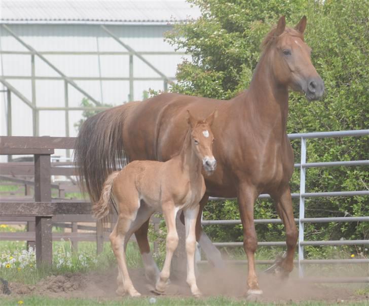 Frederiksborg Magic Star Light*SOLGT* - Taget den 17 Maj´ 08 fotograf : Betina Nielsen fra Starfoto.dk billede 12