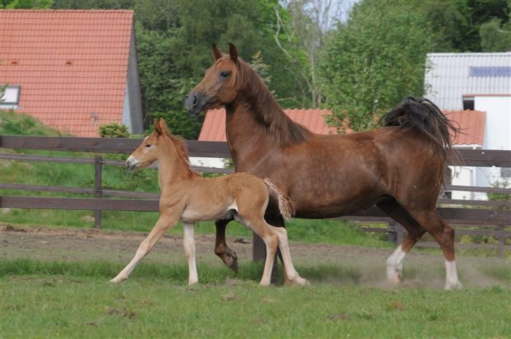 Frederiksborg Magic Star Light*SOLGT* - Taget den 17 Maj´ 08 fotograf : Betina Nielsen fra Starfoto.dk billede 13