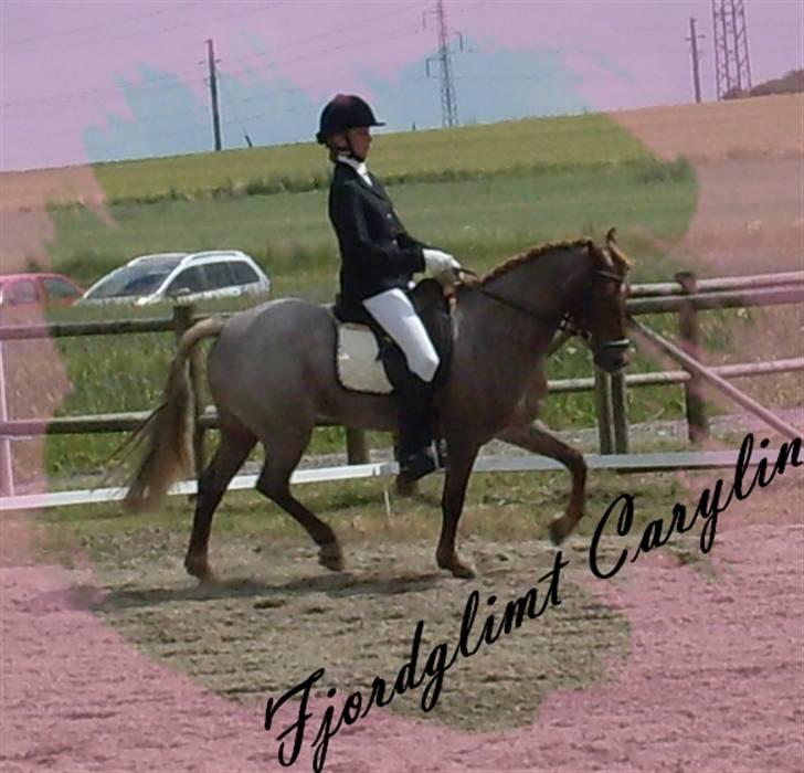 Welsh Pony af Cob-type (sec C) Fjordglimt Carylin - Dressur til uofficielt DM for 2´er ponyer :D billede 17