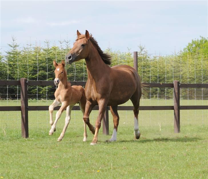 Frederiksborg Magic Star Light*SOLGT* - Taget den 17 Maj´ 08 fotograf : Betina Nielsen fra Starfoto.dk billede 14