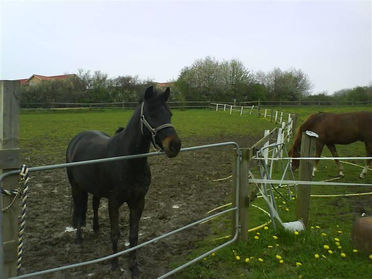 Anden særlig race Dyrkærgårds La Toya Gl. P - På Fold med Sunshine og Buster..- billede 5