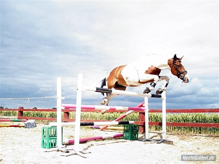 Pinto Falkenhus´s Vivaldi <3  - Lækre valle. Flyver. :P  Foto: Emma billede 4